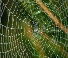 Web CMS SEO
